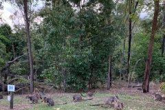 Wallabies
