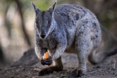 Wallaby